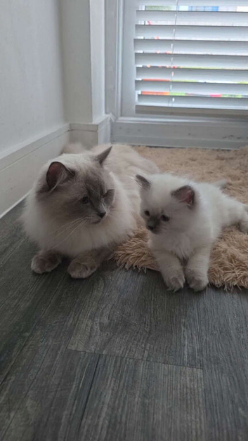 Beautiful blue and white ragdoll kittens