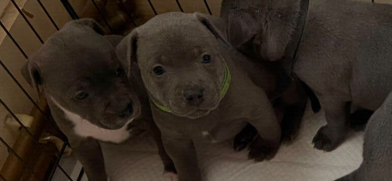 READY TO LEAVE Blue staff Puppy