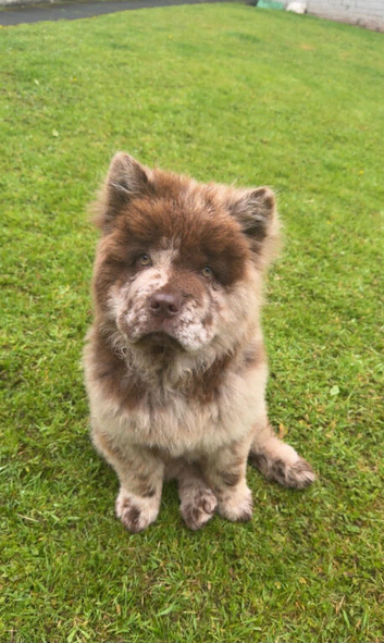 Male Chow 5 months old