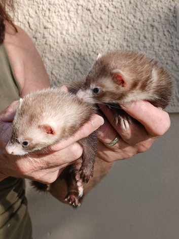 GENUINE MICRO FERRETS