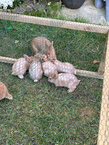 Baby rabbits for sale
