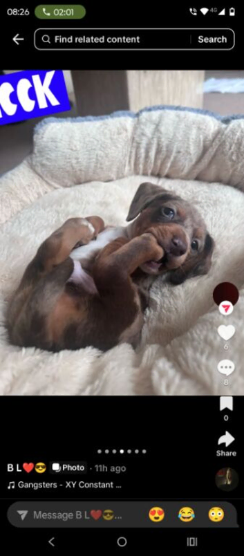 Mini dashund pup
