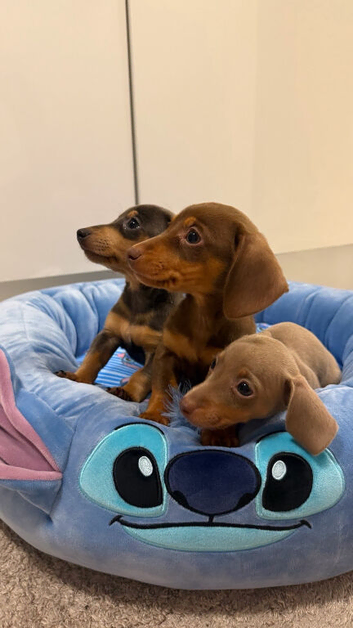 Miniature Dachshund Puppies