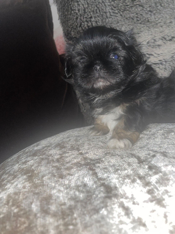 Pekingese