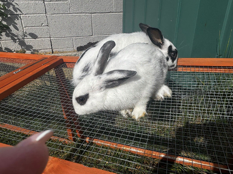 mini lop x