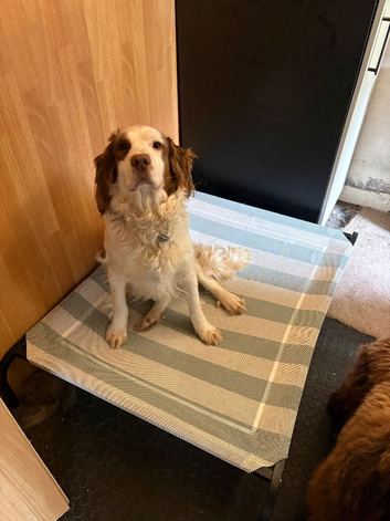 2yr old springer