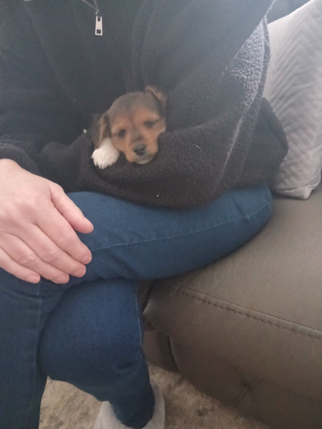 Jack russel cross