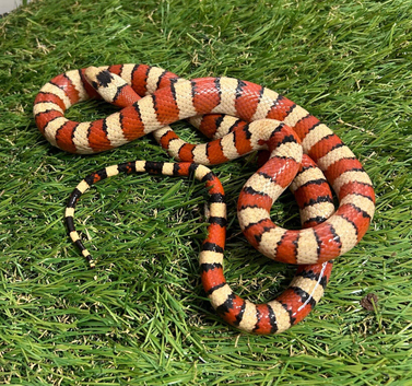 Arizona mountain Kingsnake  2023