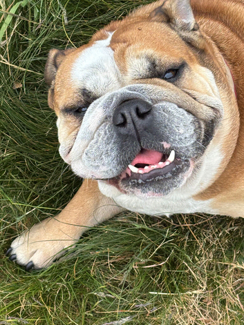 Spayed female looking for her forever home