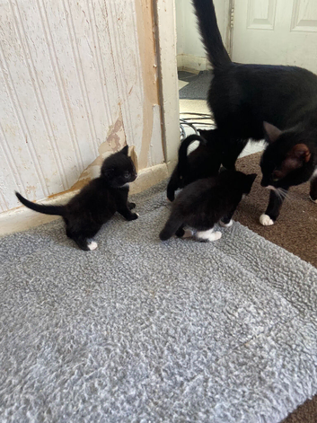 2 beautiful black kittens for sale