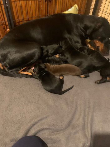 Royal KC Doberman puppies