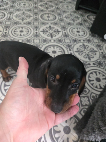 Little boy dashhound
