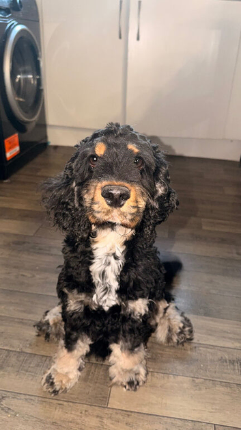 Black and brown cocker spaniel