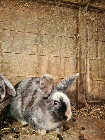 Lionhead x Lop doe