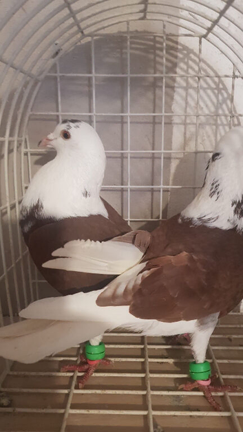 Pigeon for sale