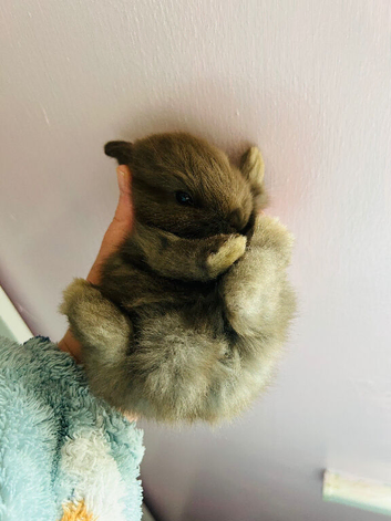 Chocolate lop mix