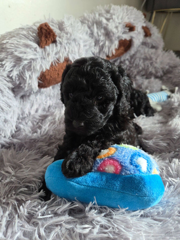 Toy poodle black