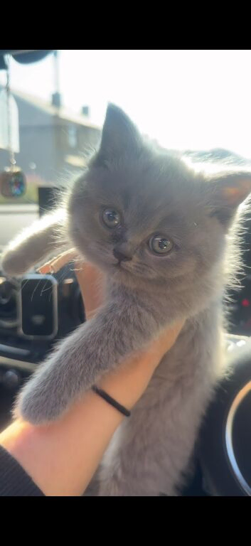 British shorthair kitten