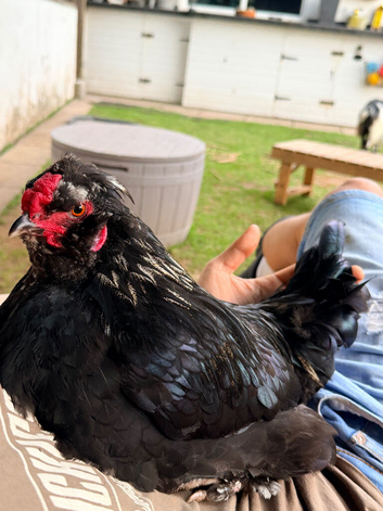 2 boys for new homes