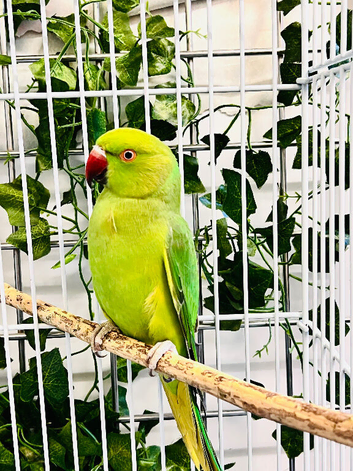 Stunning young Indian ringnick parrot