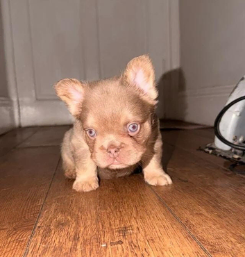 New shade / pink fluffy frenchies