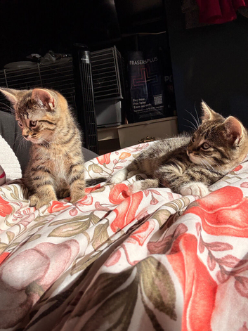 2 tabby kittens for sale