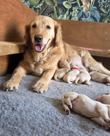 7 gorgeous KC golden retriever puppies