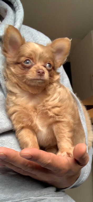 Chihuahua puppies for sale