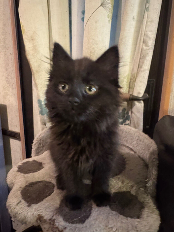 Fluffy female Bombay