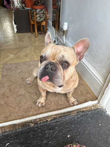 French Bulldog &ndash; Loving 4-Year-Old Male Looking for a Forever Home