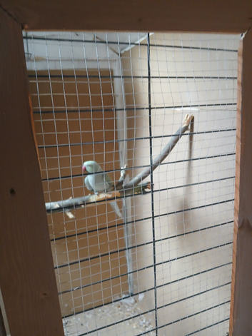 male ringneck