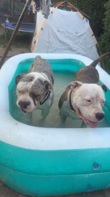 American Bulldog &times; Mastiff Puppies &ndash; 2 Boys & 1 Girl
