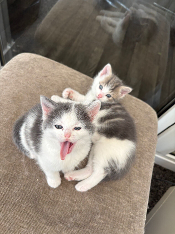 Beautiful long haired Ragdoll cross kittens looking for loving homes.