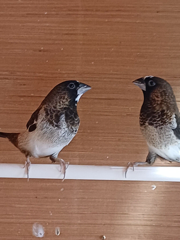 Proven pair bengalese finches for sale