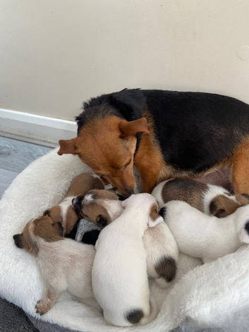 Jockrussel pups for sale