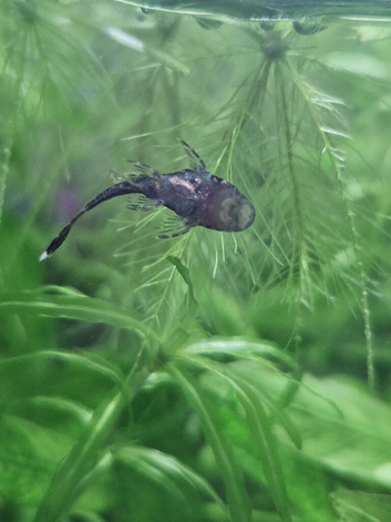 Bristlenose Plecs