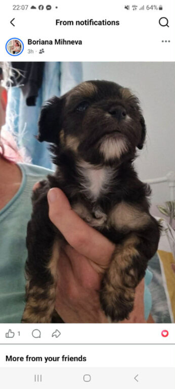 Chinese Crested Powder Puff Puppies &ndash; 3 Boys & 1 Girl &ndash; Ready Now &ndash; Preston