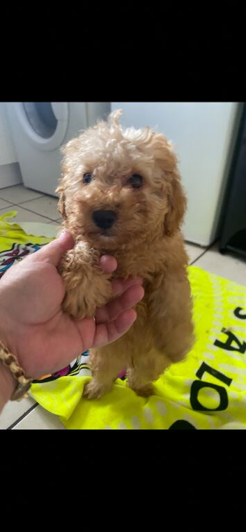 Toy poodle puppy&rsquo;s