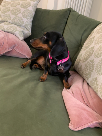 Kosha - Loving Care for Your Pets