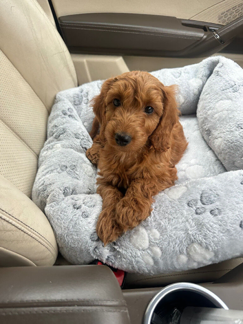 Cockapoo boy