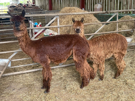 Dark Brown Suri Alpaca Female with Female Cria at foot