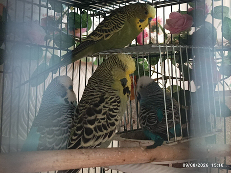 Budgie Birds Still Available MALE BOYS 6 months old All Calm and Friendly x 4 birds &pound;25 each