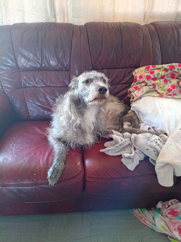 Irish wolfhound cross lurcher