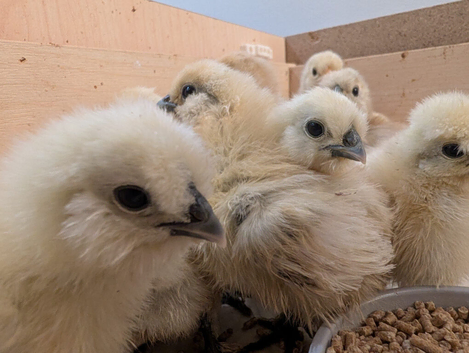 Pure White Silkie Chicks
