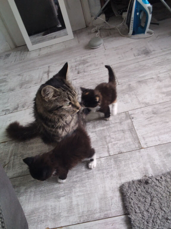 Maincoon/ragdoll gorgous kittens READY NOW
