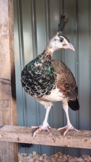 White and burford bronze male peacock pair