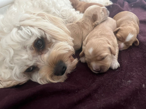 2 female 2 weeks old cute Cavapoos for rehoming to a lovley kind Home
