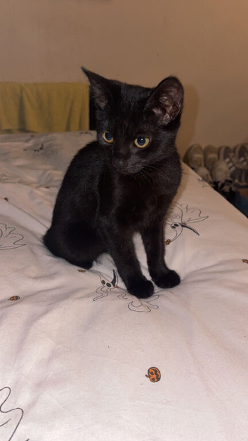 Female 9 month old girl