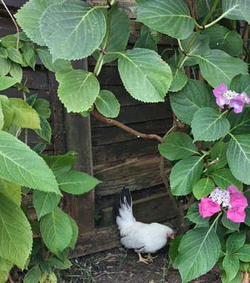Blacktail jap pullet