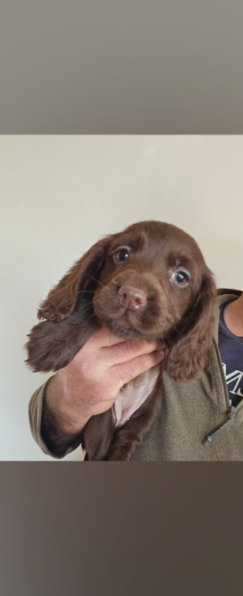 Working cocker spaniels